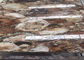 Kamienie półszlachetne ze skamieniałego drewna Gładka powierzchnia Dostosowane cięcie dostawca
