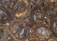 Dark Color Petrified Wood Slab, Płyty z naturalnego kamienia na okrągły stół dostawca